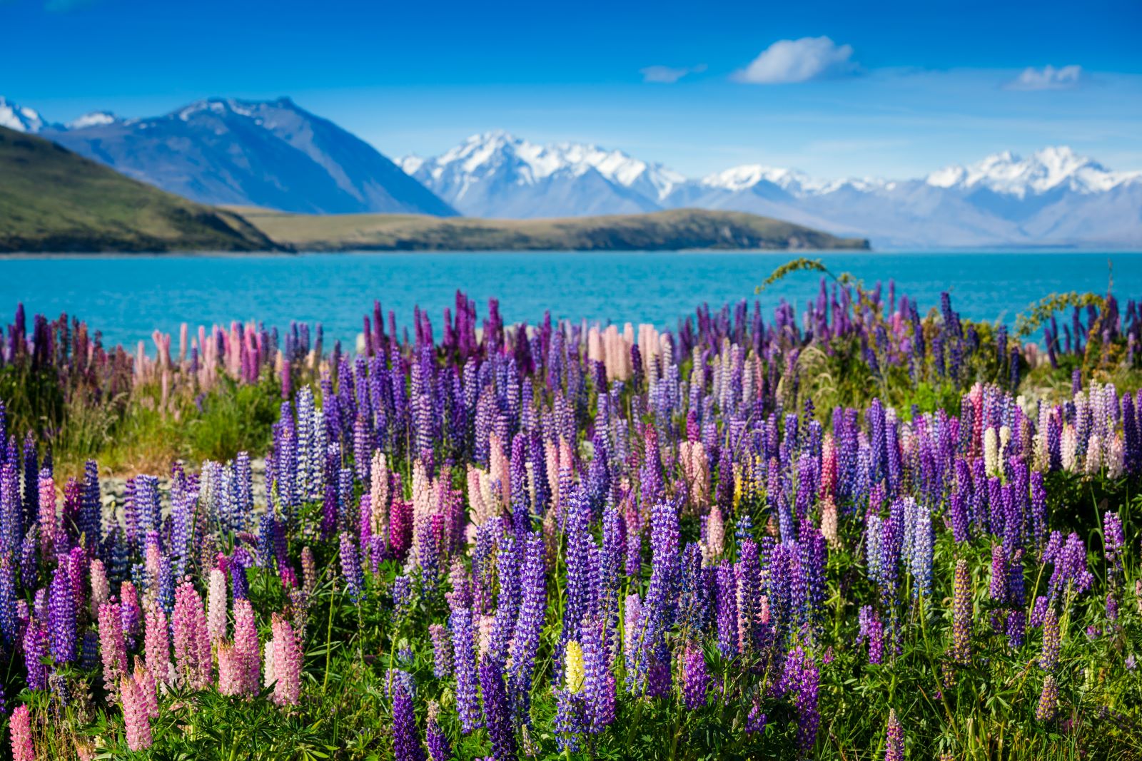 Lake Tekapo with lupins in the foreground.